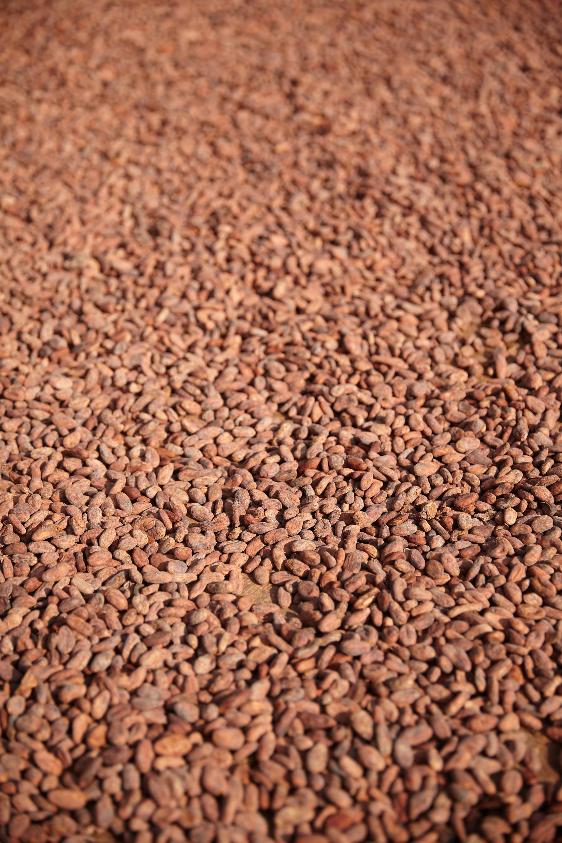 Fèves de cacao