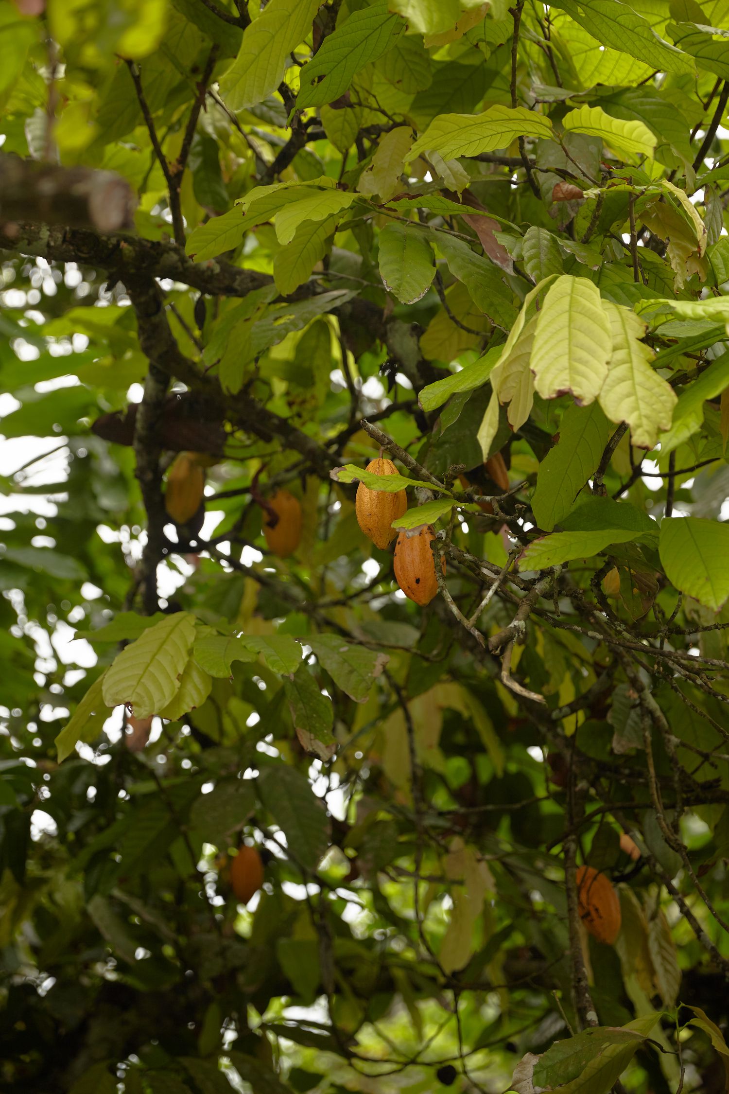 Feuilles de cacaoyer