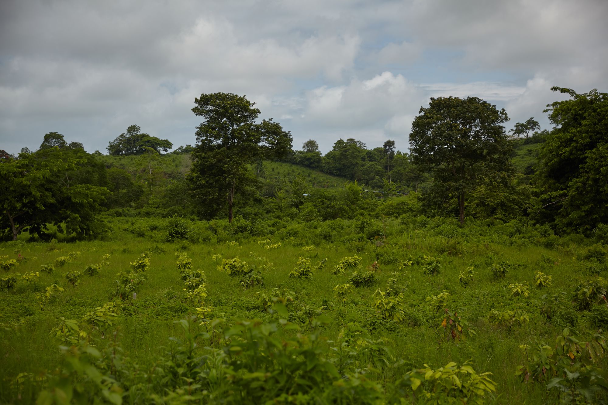 Plantation de cacao, Esmeraldas