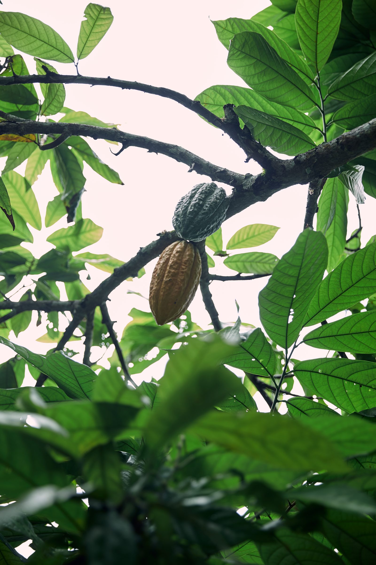 Cabosse de cacao sous la canopée