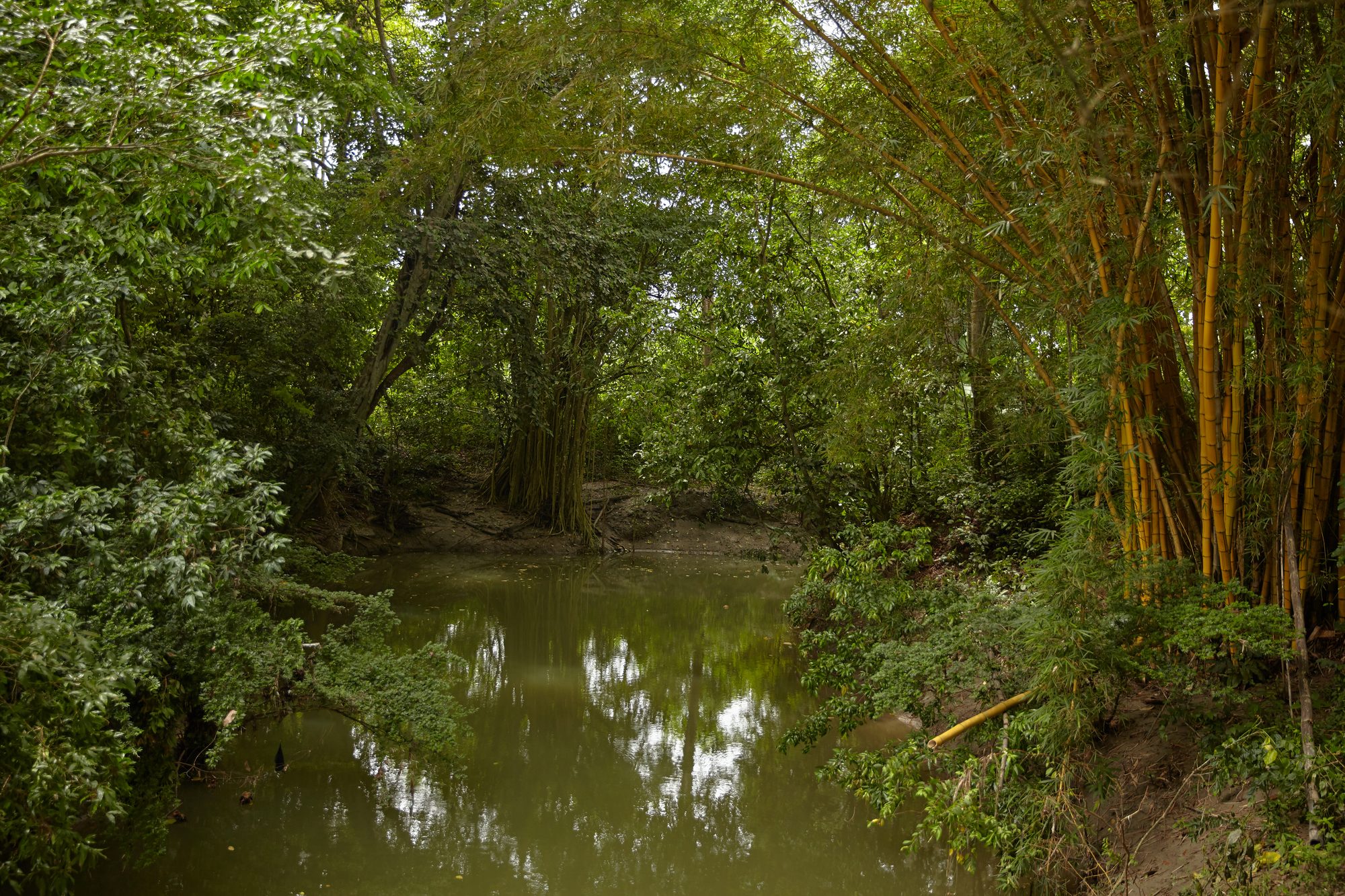 Rivière en Équateur